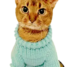 Ricky Mascot photo